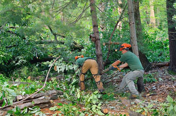 How Our Tree Care Process Works  in  Blue Jay, OH